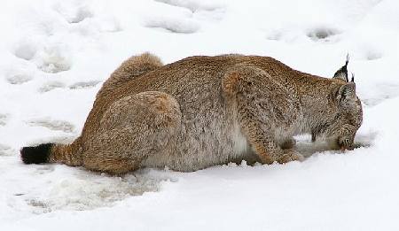 Рысь (англ. Eurasian Lynx)