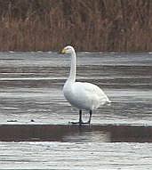 Лебедь-кликун на Усинском болоте