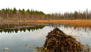 Озеро Донское. Дно озера покрыто мощным слоем сапропеля — отличное удобрение и лечебная грязь
