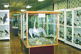 Зоологический музей СГУ