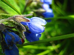 Синий цветочек в селе Ыб